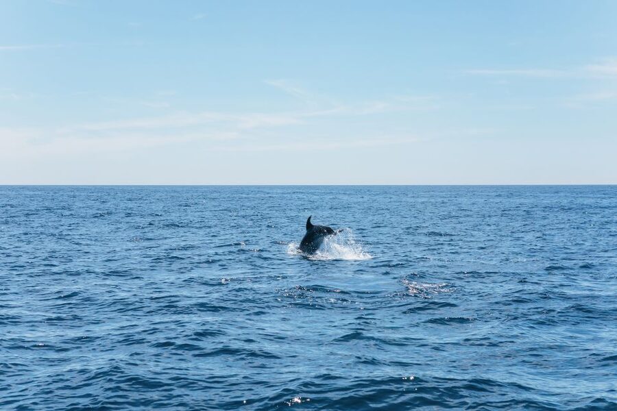 Albufeira: 2.5-Hour Benagil Caves & Dolphin Watching - The Coast Run: Beaches and Photo Stops That Build the Story