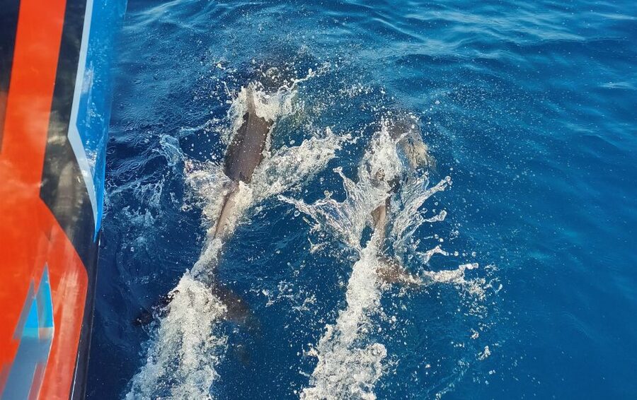 Albufeira: 2.5-Hour Dolphin Watching and Caves Trip - Marina de Albufeira to open water, what the start feels like