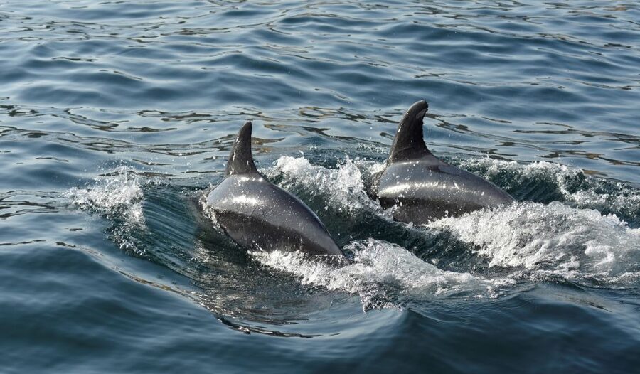 Albufeira: 2.5-Hour Dolphin Watching and Caves Trip - Dolphins on the wild Atlantic, how the crew turns effort into sightings