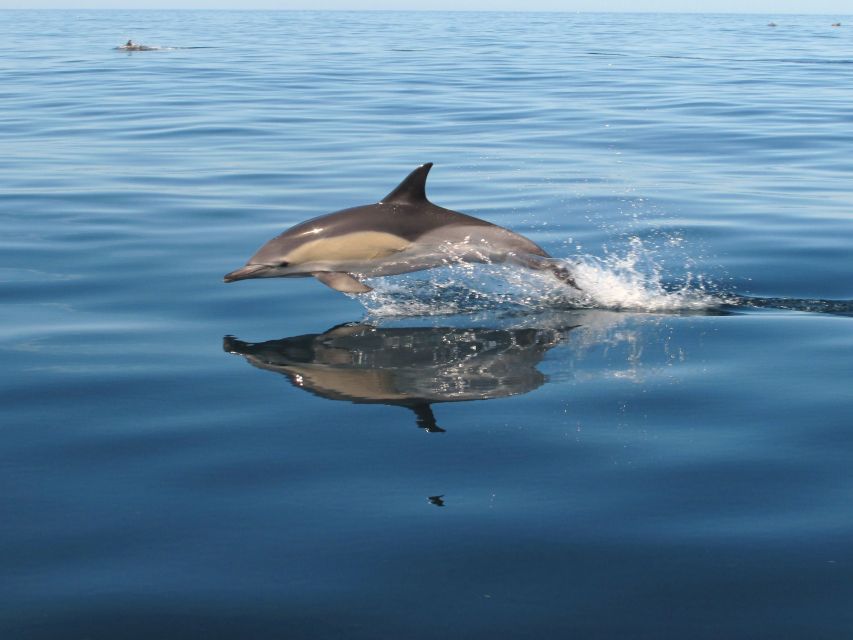 Albufeira: Benagil Cave and Dolphin Sightseeing Boat Cruise - Who this cruise suits, and who should skip it