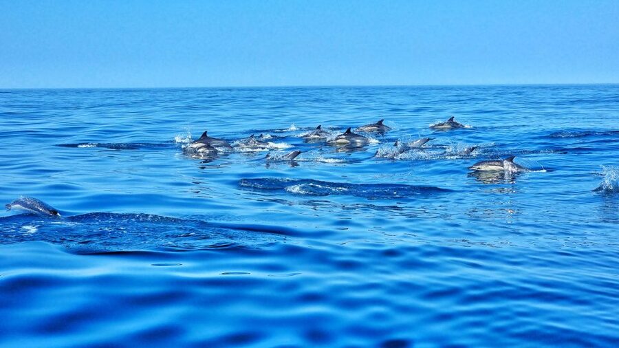 Albufeira: Benagil Cave and Dolphin Sightseeing Boat Cruise - Price and value: is $47 per person a fair deal?
