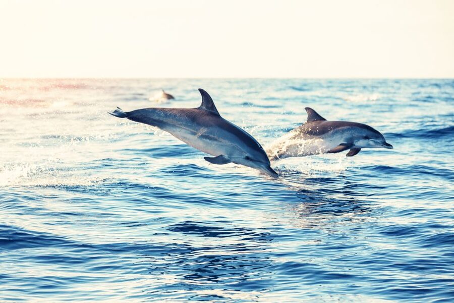 Albufeira: Benagil Caves & Dolphin Watching Speed Boat Tour - What to Bring, What to Skip, and Who Should Rethink This Tour