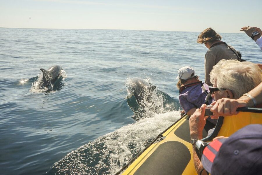 Albufeira: Benagil Caves & Dolphin Watching Speed Boat Tour - The Short Swimming Stop: Clear Water, Quick Dip, No Guesswork