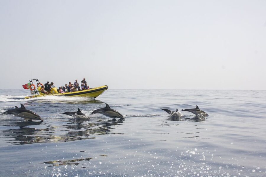 Albufeira: Benagil Caves & Dolphin Watching Speed Boat Tour - Meeting at Marina de Albufeira (Estacionamento P3) and Getting Everyone Moving