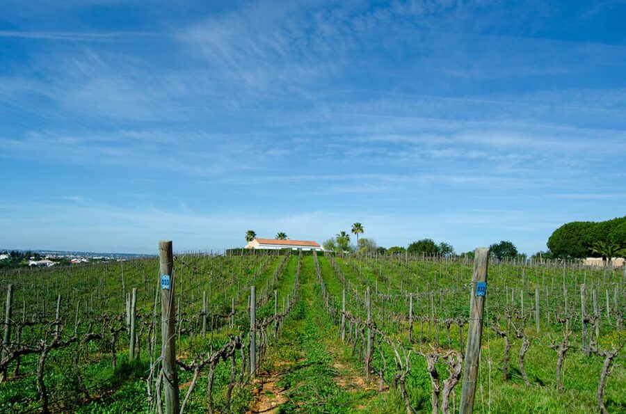 Albufeira: City Highlights & WINE TASTING - Price and value: why $67 can make sense in Albufeira