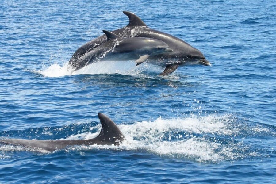 Albufeira: Dolphin Watching and Benagil Cave - What Makes This Albufeira Dolphin and Benagil Cruise Worth Your Time