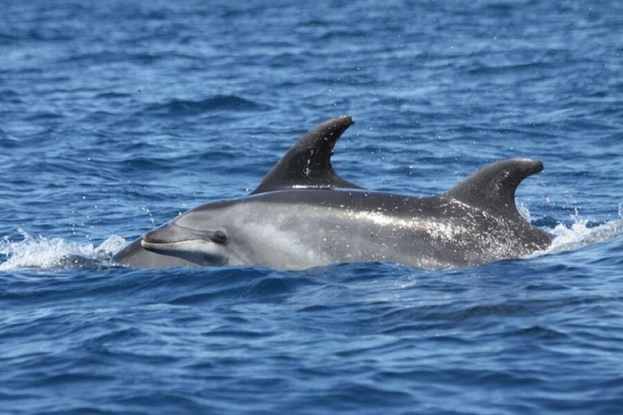 Albufeira: Dolphin Watching and Benagil Cave - The Magic of Benagil Sea Cave and Other Caves, Plus the Port Rules