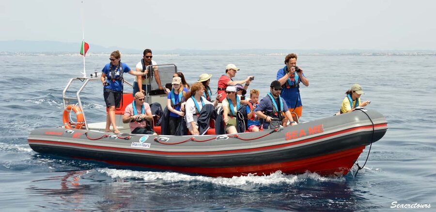 Albufeira: Dolphin Watching and Benagil Cave Boat Cruise - Key highlights before you go