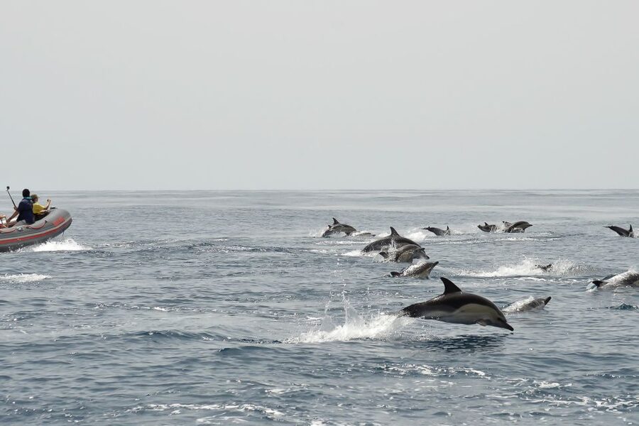 Albufeira: Dolphin Watching and Benagil Cave Boat Cruise - The swim stop in the middle of the sea, why it can be the best hour