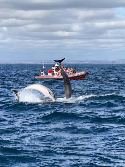 Albufeira: Dolphin Watching and Benagil Cave Boat Cruise - Getting on board at Albufeira Marina, what the ride setup means for you