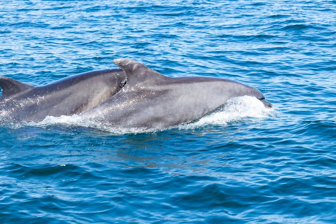 Albufeira: Dolphins and Caves Private Tour - Value Check: Is $420 Per Group a Good Deal?
