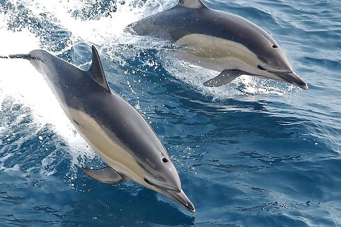 Albufeira: Dolphins and Caves Private Tour - What’s Included, What’s Not, and What to Bring