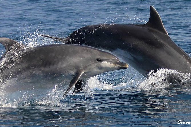 Albufeira: Dolphins and Caves Tour - Why This Albufeira Dolphins and Caves Trip Feels So Worth It