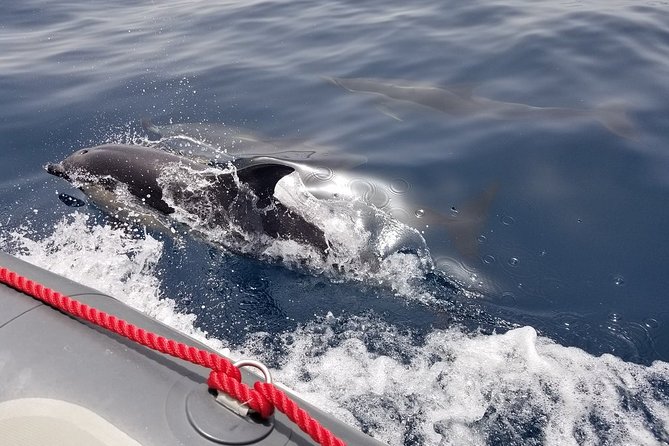Albufeira: Dolphins and Caves Tour - Price and Value: What $36.28 Buys You on This Water Time