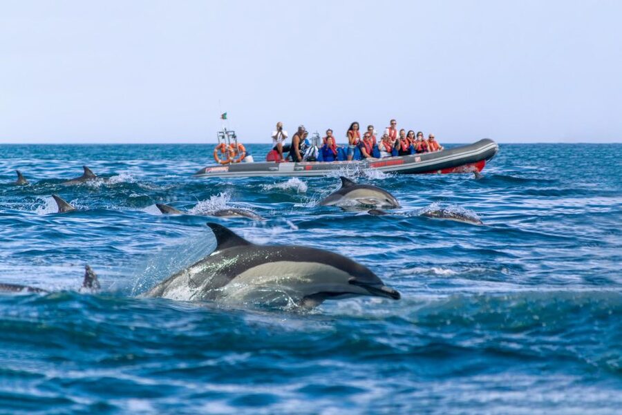 Albufeira: Dolphins, Benagil Caves and Coastline Boat Tour - Practical tips for your day on the water