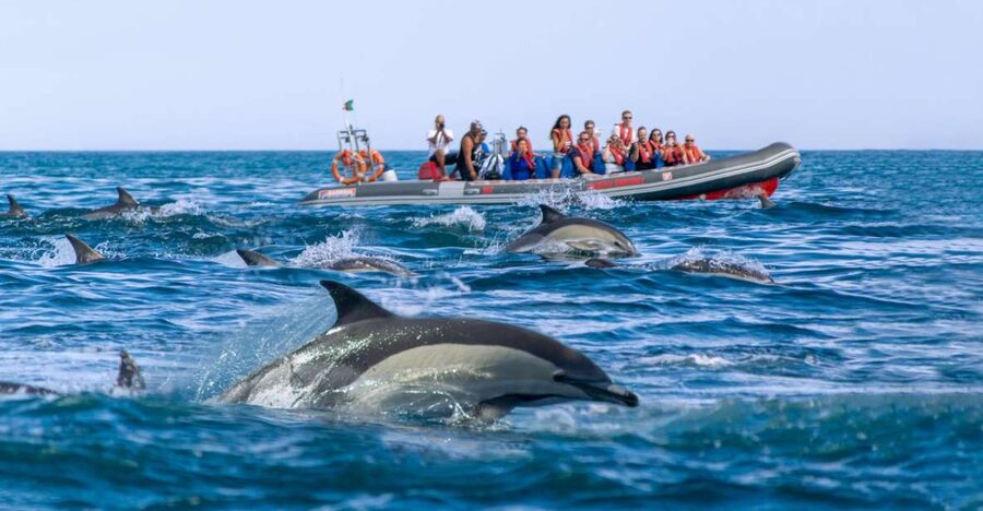 Albufeira: Dolphins, Benagil Caves and Coastline Boat Tour - Who this tour fits best (and who should skip it)
