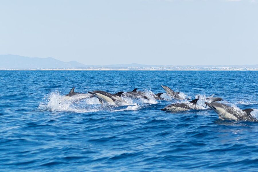 Albufeira: Dolphins, Benagil Caves and Coastline Boat Tour - Guides on board: safety, energy, and the right amount of talk