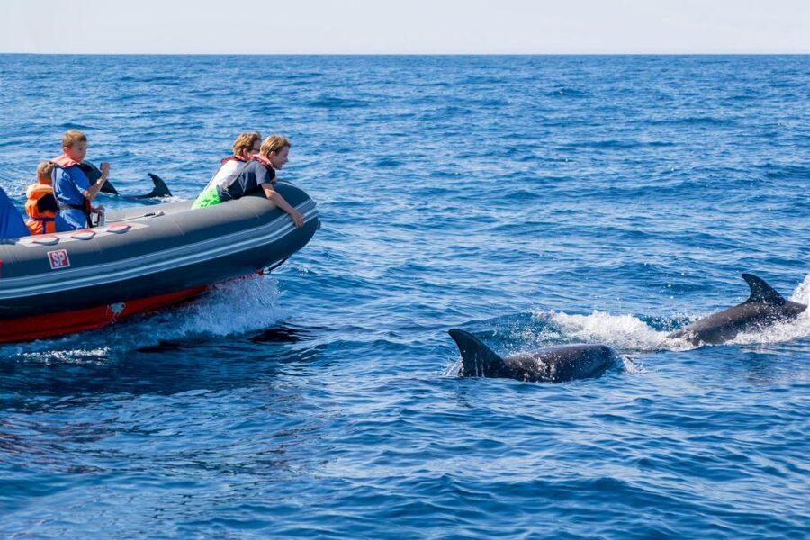 Albufeira: Dolphins, Benagil Caves and Coastline Boat Tour - Price and value: is $34 worth it for 2.5 hours