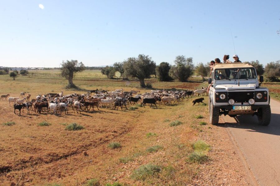 Albufeira: Jeep Safari Half-Day Countryside Tour - Why this Jeep Safari feels like a real Algarve day