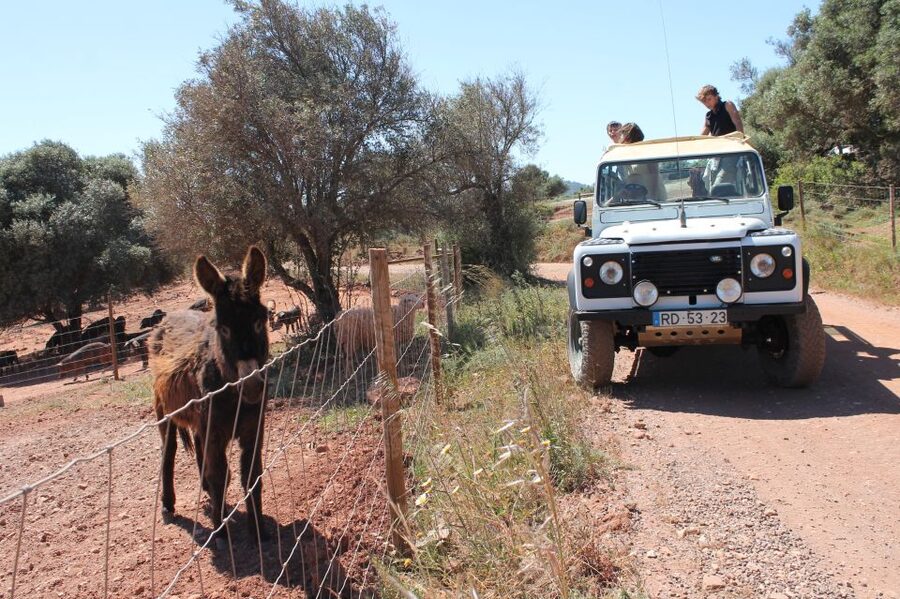 Albufeira: Jeep Safari Half-Day Countryside Tour - Viewpoints and lagoon bird watching: when to have your camera ready