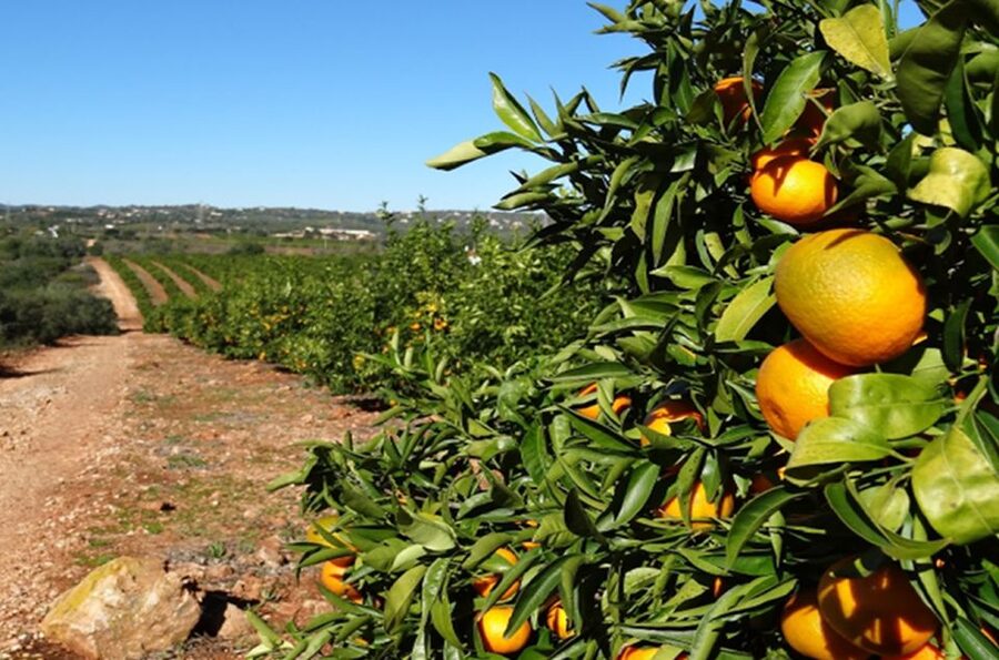 Albufeira: Safari Excursion in the Algarve Mountains - Quinta do goji farm stop: spirits, tea, and product shopping in the middle of the drive