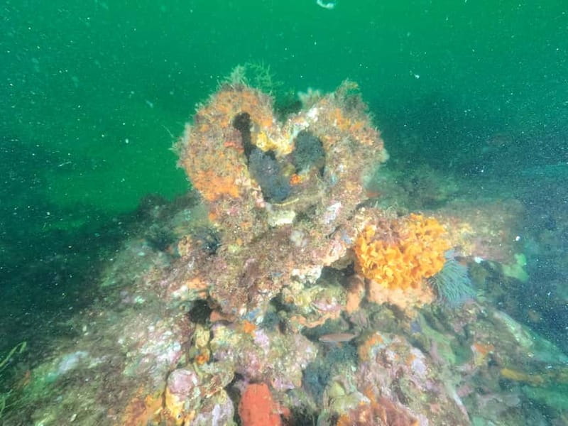 Albufeira: Scuba Diving Experience for Beginners - Gear, Insurance, and the Certificate That Helps You Continue