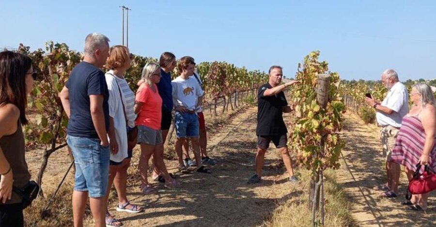 Albufeira/Vilamoura: Winery Tour with Wine Tasting and Tapas - Walking the Vines and Watching the Process