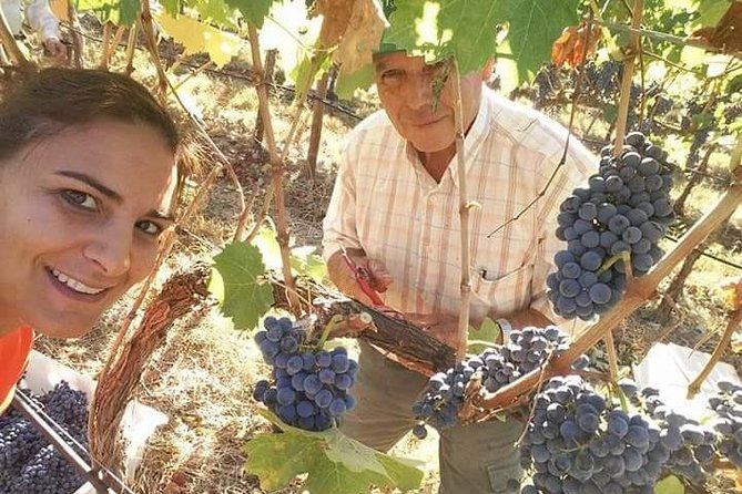 Albufeira Wine Tour: 2 Vineyards, 6 Tastings & Historic Silves - Key things to know before you go