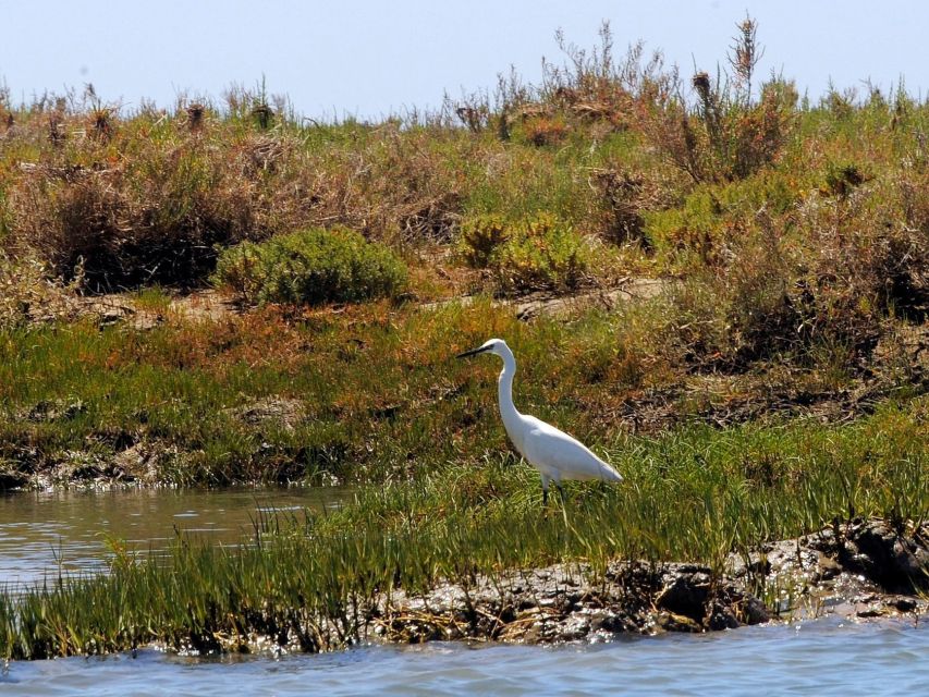 Algarve: 2-Hour Ria Formosa Kayak Tour from Faro - The landing spot: Lands - Eco Boat Tours at the Marina of Faro