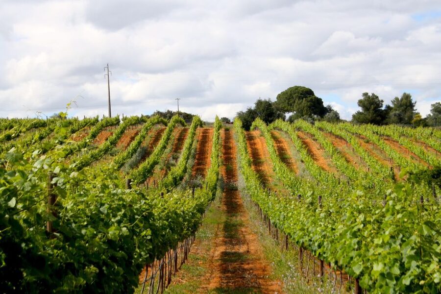 Algarve: 3 Types of Wine Tastings with Vineyard Views - Choosing red or white, and why that guidance is worth it