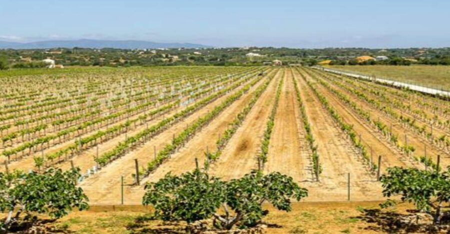 Algarve: Classic Wine Tour & Tasting in Silves - Cellar and Barrel Cellar: Where the Wine’s Texture Comes From
