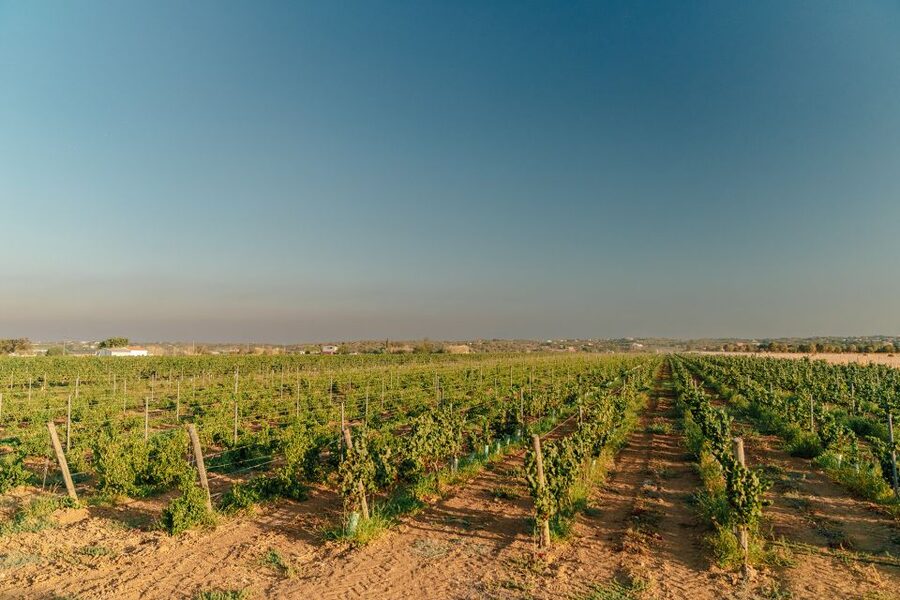 Algarve: Classic Wine Tour & Tasting in Silves - Pairing Time: Cheese and Charcuterie That Actually Complements the Wine