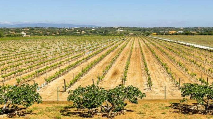 Algarve: Classic Wine Tour & Tasting in Silves - Vineyards First: What You Learn Before You Taste