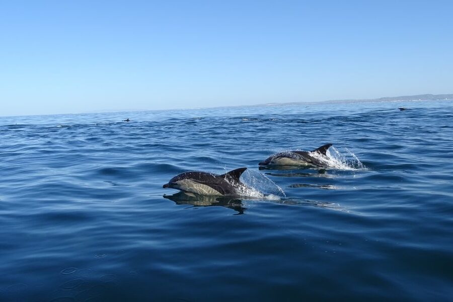 Algarve Dolphin Watching & Marine Life Eco Tour - Price and Value: Is $64 a Fair Deal for 2.5 Hours at Sea?