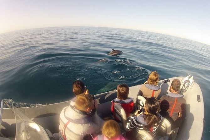 Algarve Dolphin Watching & Marine Life Eco Tour - From Faro to the Open-Ocean Search: How the Tour Really Works