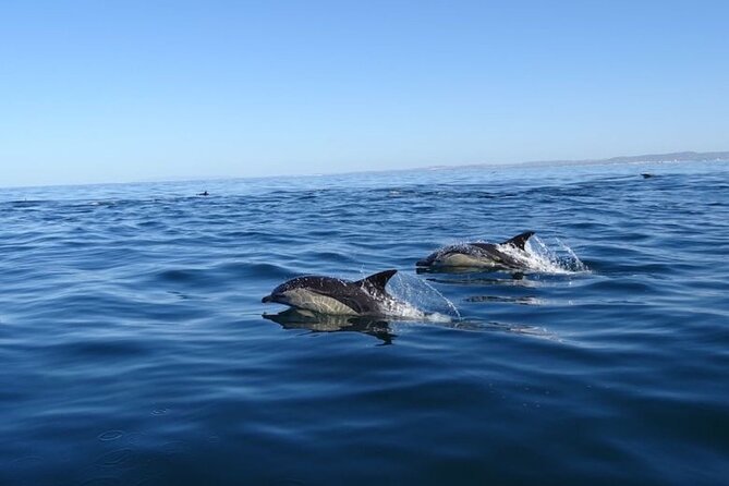Algarve Dolphin Watching & Marine Life Eco Tour - Parque Natural da Ria Formosa: Where the Scenery Feels Wild and Calm