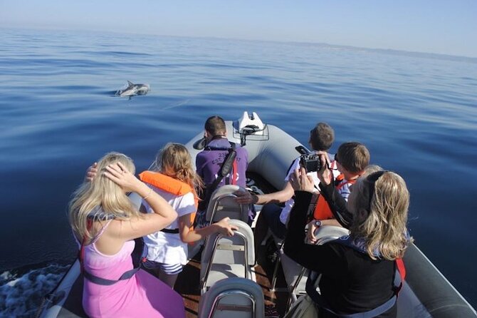 Algarve Dolphin Watching & Marine Life Eco Tour - The Sky Is the Bonus: Seabirds That Keep the Trip Interesting
