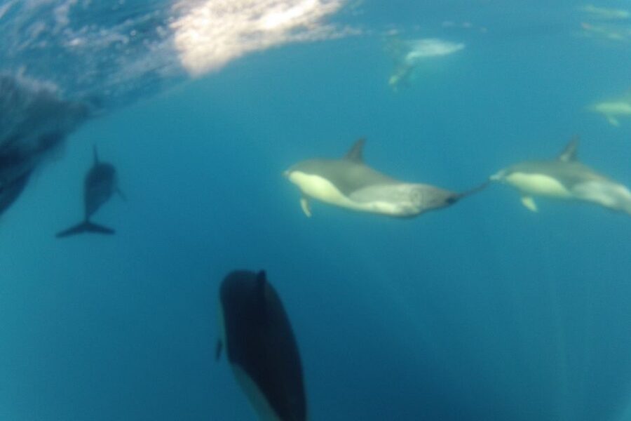 Algarve Dolphin Watching & Marine Life Eco Tour - The Secret Stop: The 30 Minutes Built for Dolphin and Whale Odds