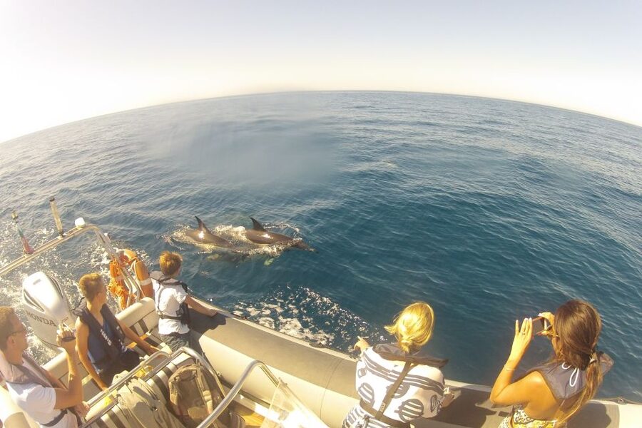 Algarve Dolphin Watching & Marine Life Eco Tour - When Dolphins Share the Sea With Turtles, Sharks, and More