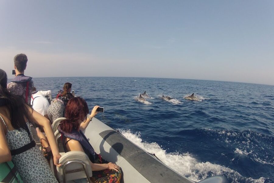 Algarve Dolphin Watching & Marine Life Eco Tour - Culatra Island Area and the Return Through Ria Formosa