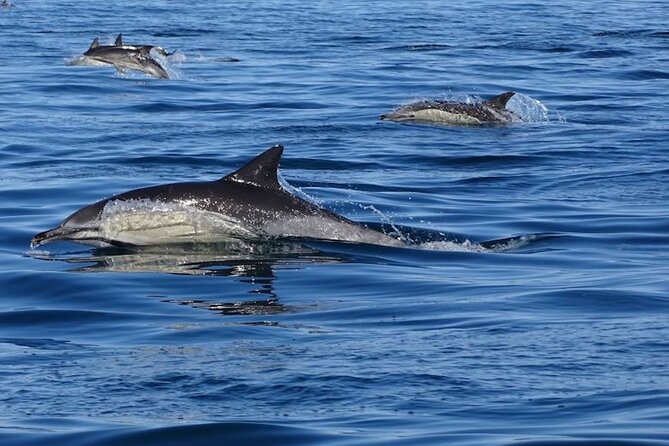 Algarve Dolphin Watching & Marine Life Eco Tour - The RIB Ride, Safety Briefing, and What to Expect on the Water