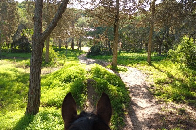 Algarve - Exclusive horseriding in Portimao (no experience required) - The ride route: pine shade, sandy ground, and then the coast