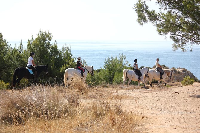 Algarve - Exclusive horseriding in Portimao (no experience required) - Safety, temperament, and the 90 kg weight limit
