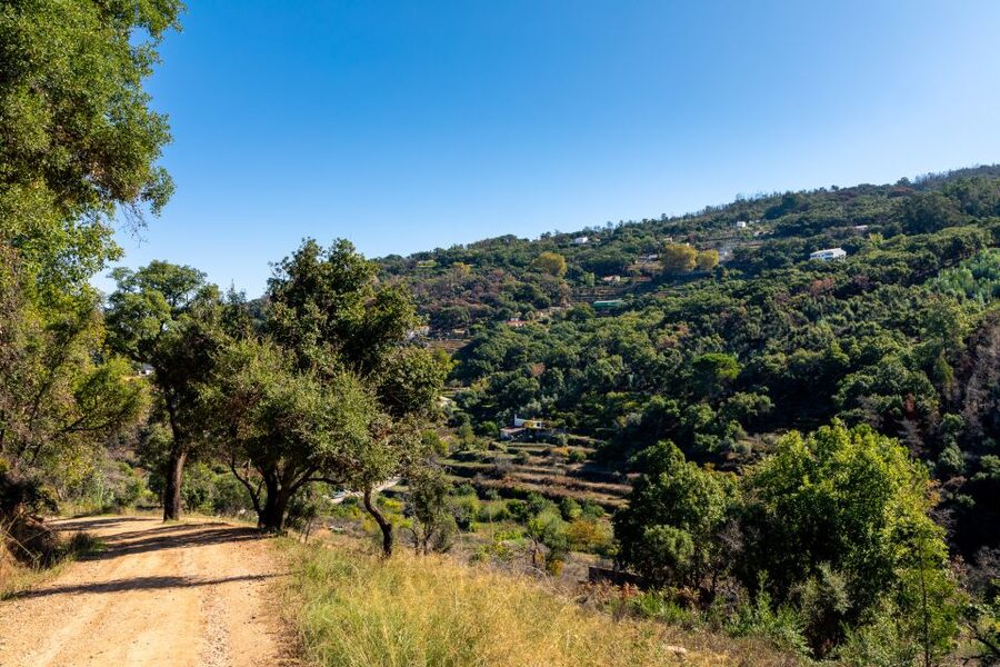 Algarve: Jeep Safari with Distillery Visit & Lunch - Honey production: seeing traditional methods, then tasting what’s actually made