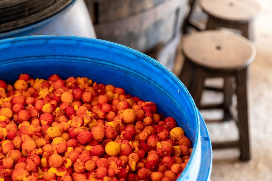 Algarve: Jeep Safari with Distillery Visit & Lunch - Price and value: why $84 feels fair for what you get