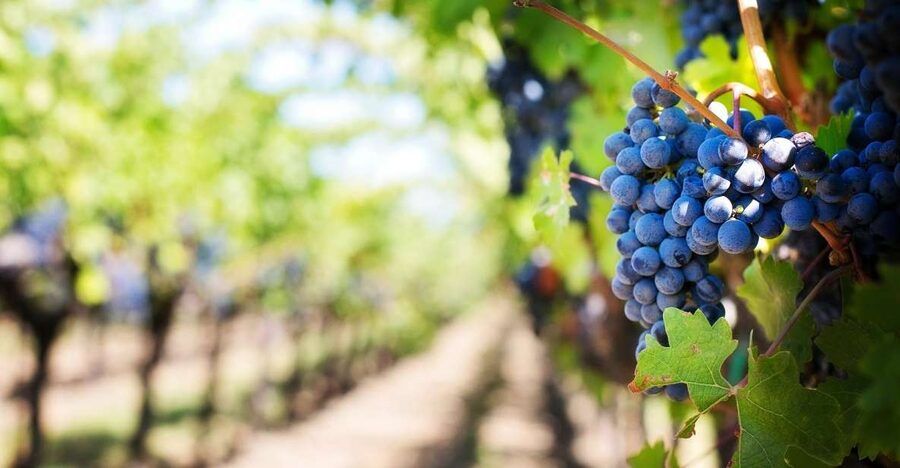Algarve: Landscapes, Pottery, and Winery Tour - Benagil-to-Carvoeiro drive vibes: how the route adds context