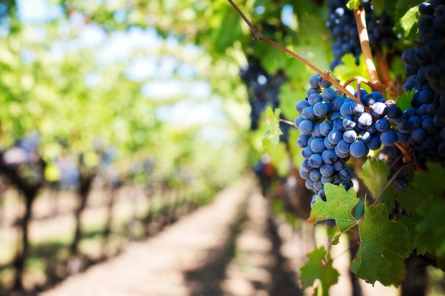 Algarve: Landscapes, Pottery, and Winery Tour - Price and logistics: does $87 feel like good value?