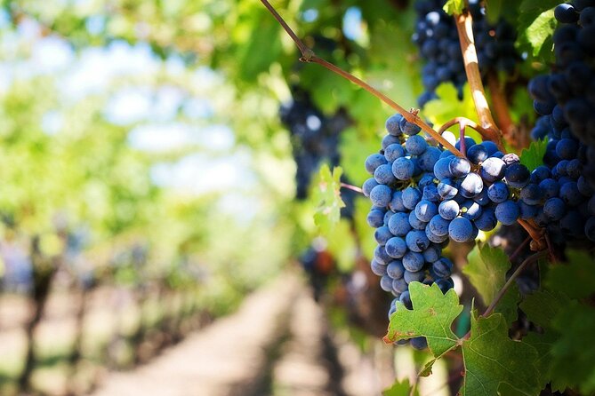 Algarve Landscapes & Winery - What is included, what is not, and how to budget your day