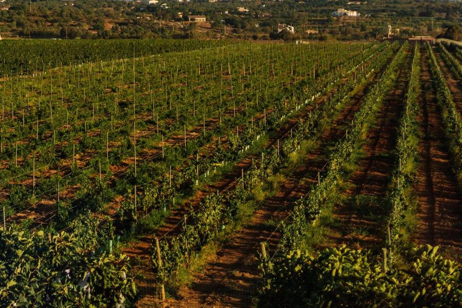 Algarve: Vineyard Tour & Premium Wine Tasting in Silves - Why Silves Vineyard Country Works So Well for Wine Lovers