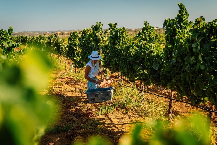 Algarve: Vineyard Tour & Premium Wine Tasting in Silves - The Tasting That Comes With Real Pairing, Not Just Bread and Butter